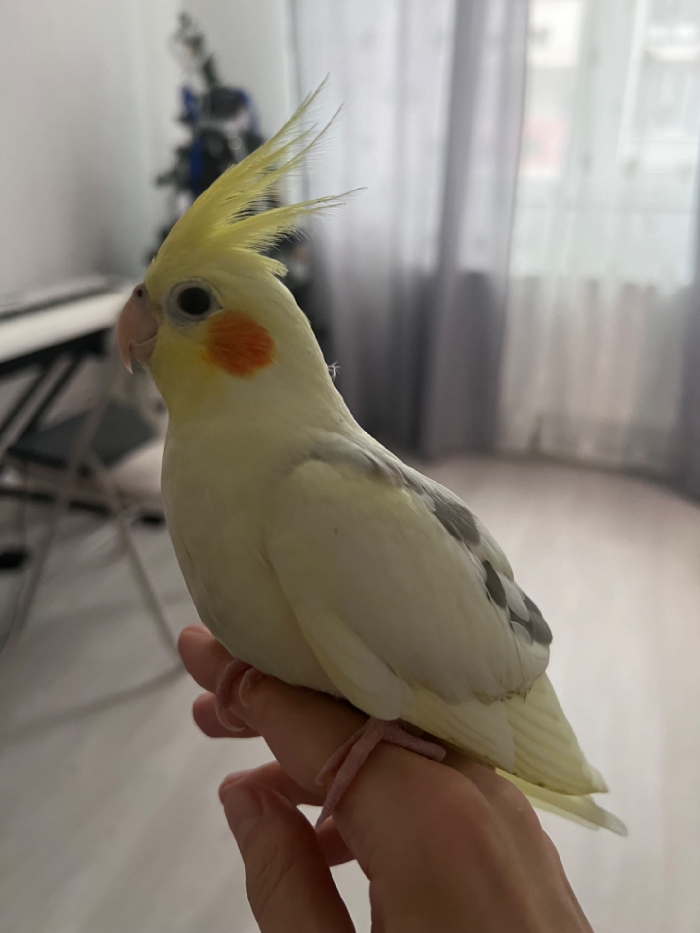 Пташеня корели