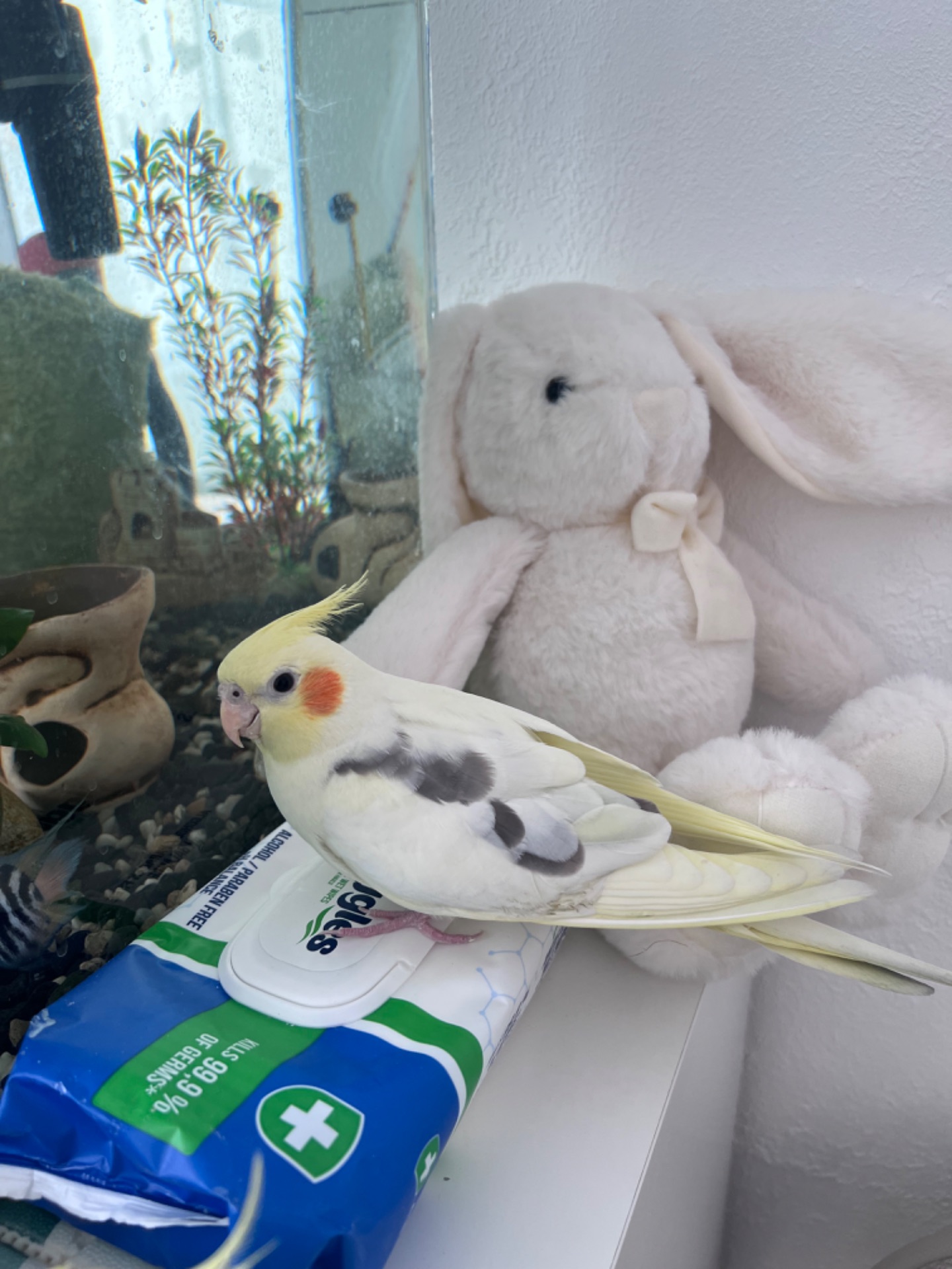 Пташеня корели