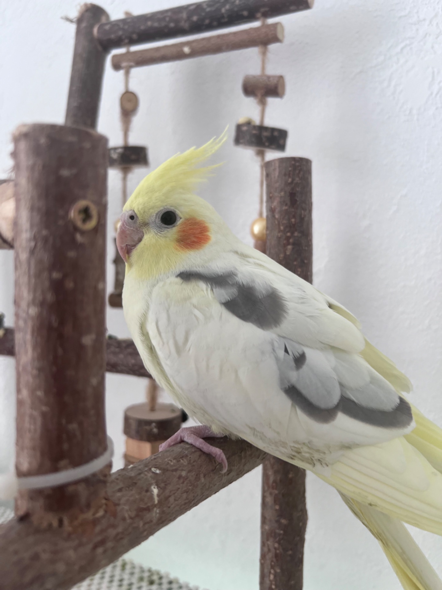 Пташеня корели