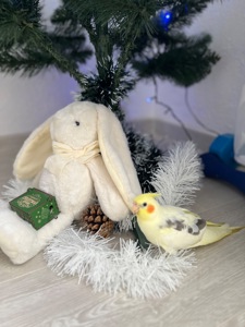 Пташеня корели