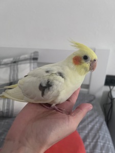 Пташеня корели