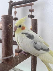 Пташеня корели