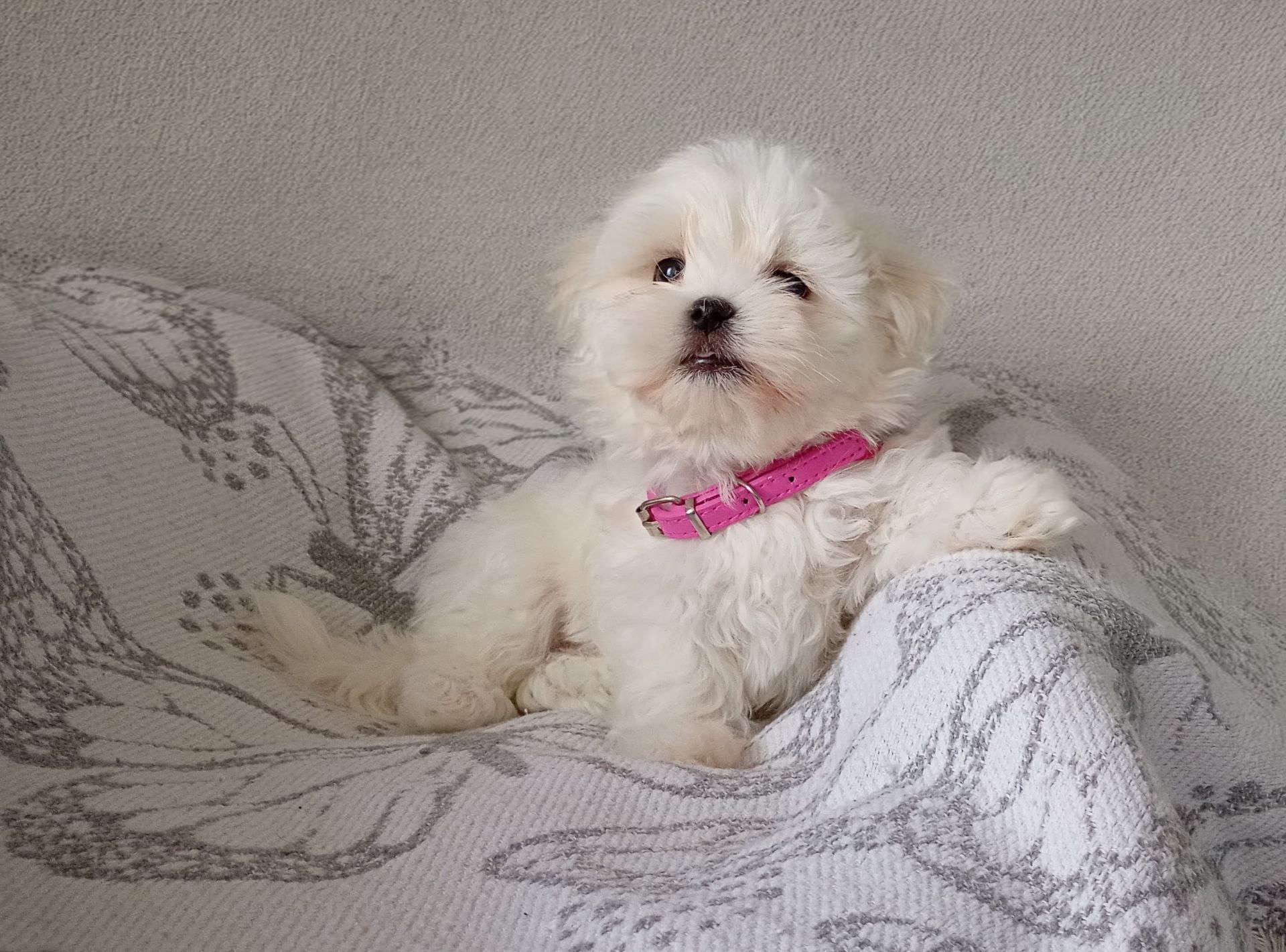 Мальтезе цуценята