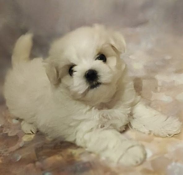 Хлопчики мальтезе (мальтійська болонка)