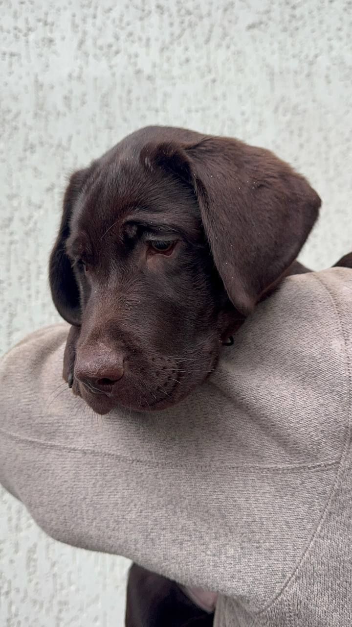 Цуценята Лабрадор ретрівер КСУ