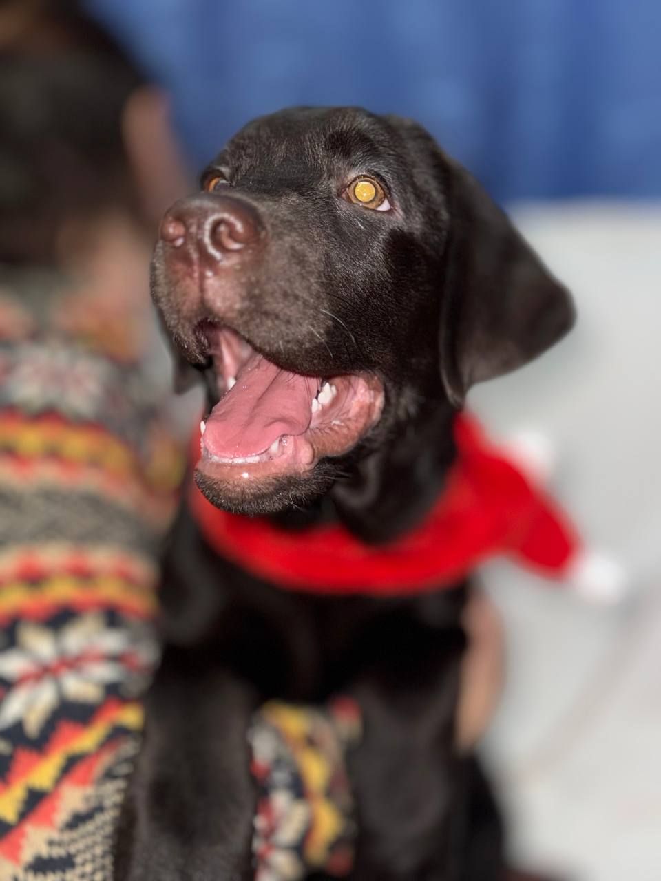 Цуценята Лабрадор ретрівер КСУ