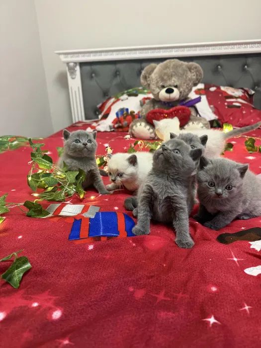 Шотландські чистокровні прямовухі кошенята