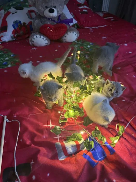 Шотландські чистокровні прямовухі кошенята