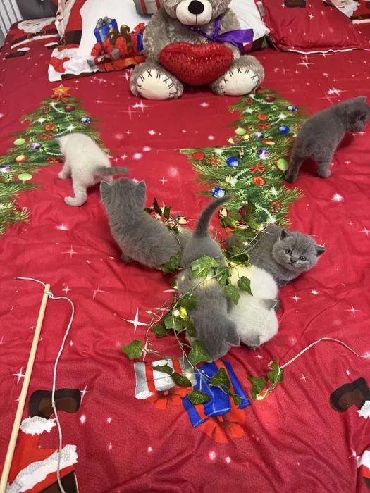 Шотландські чистокровні прямовухі кошенята