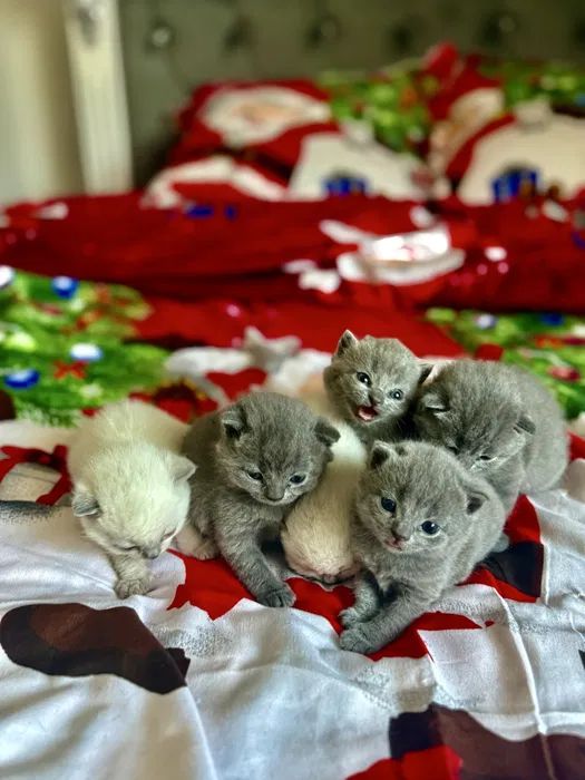 Шотландські чистокровні прямовухі кошенята