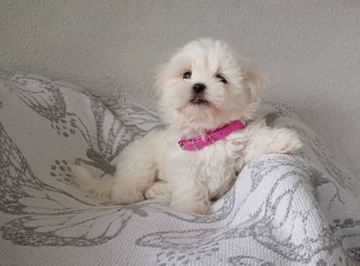 Мальтезе цуценята