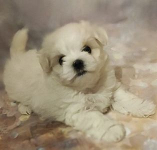 Хлопчики мальтезе (мальтійська болонка)