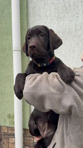 Цуценята Лабрадор ретрівер КСУ