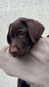 Цуценята Лабрадор ретрівер КСУ