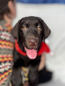 Цуценята Лабрадор ретрівер КСУ