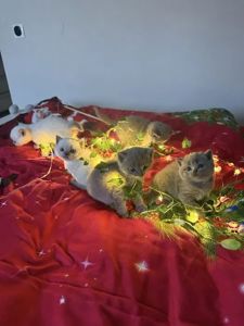 Шотландські чистокровні прямовухі кошенята