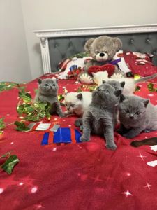 Шотландські чистокровні прямовухі кошенята