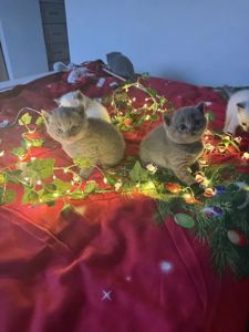 Шотландські чистокровні прямовухі кошенята