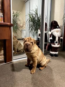 Хлопчик ШАРПЕЯ КСУ 3 місяця