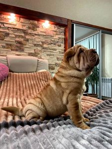 Хлопчик ШАРПЕЯ КСУ 3 місяця