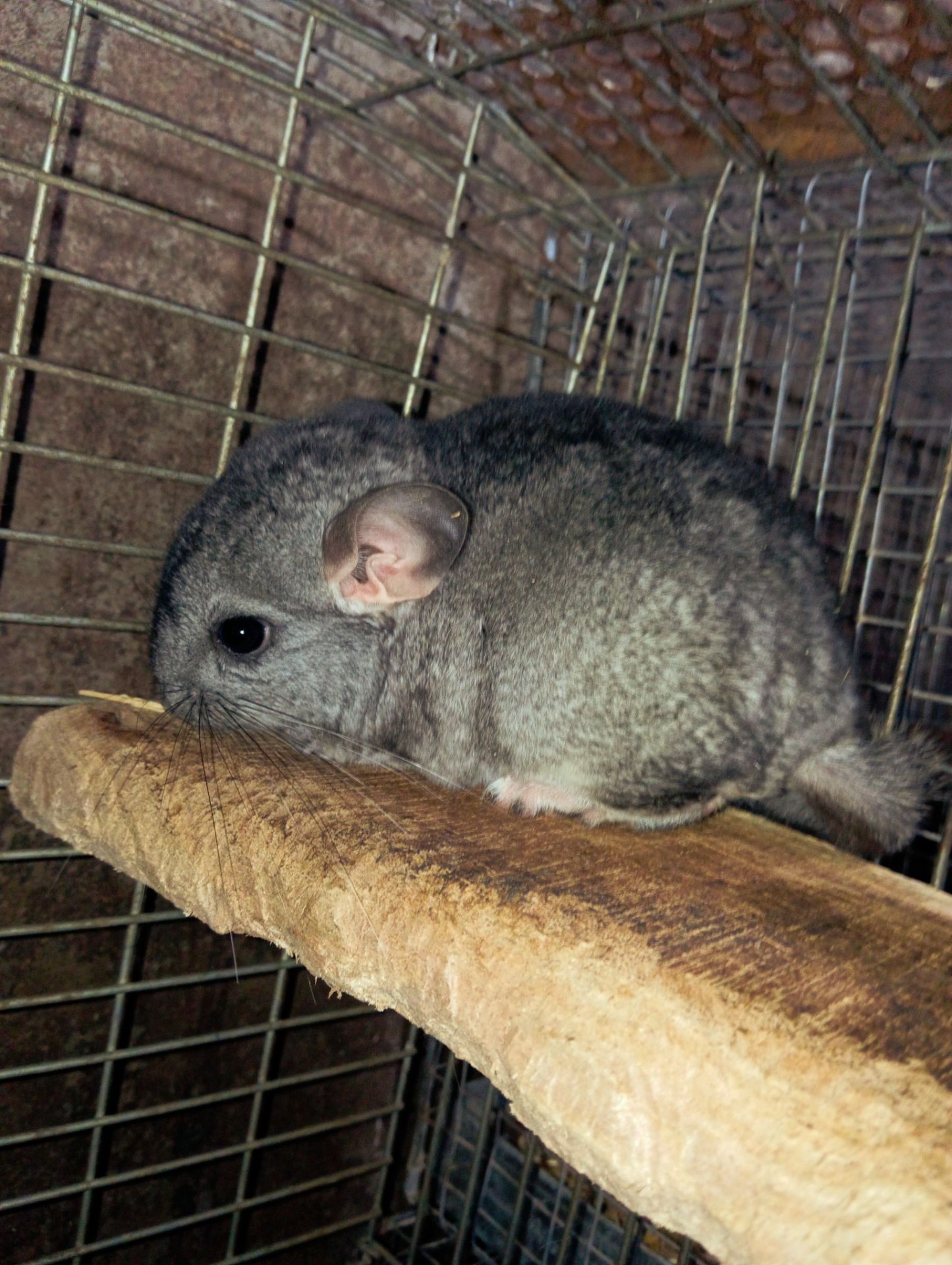 Продам шиншил