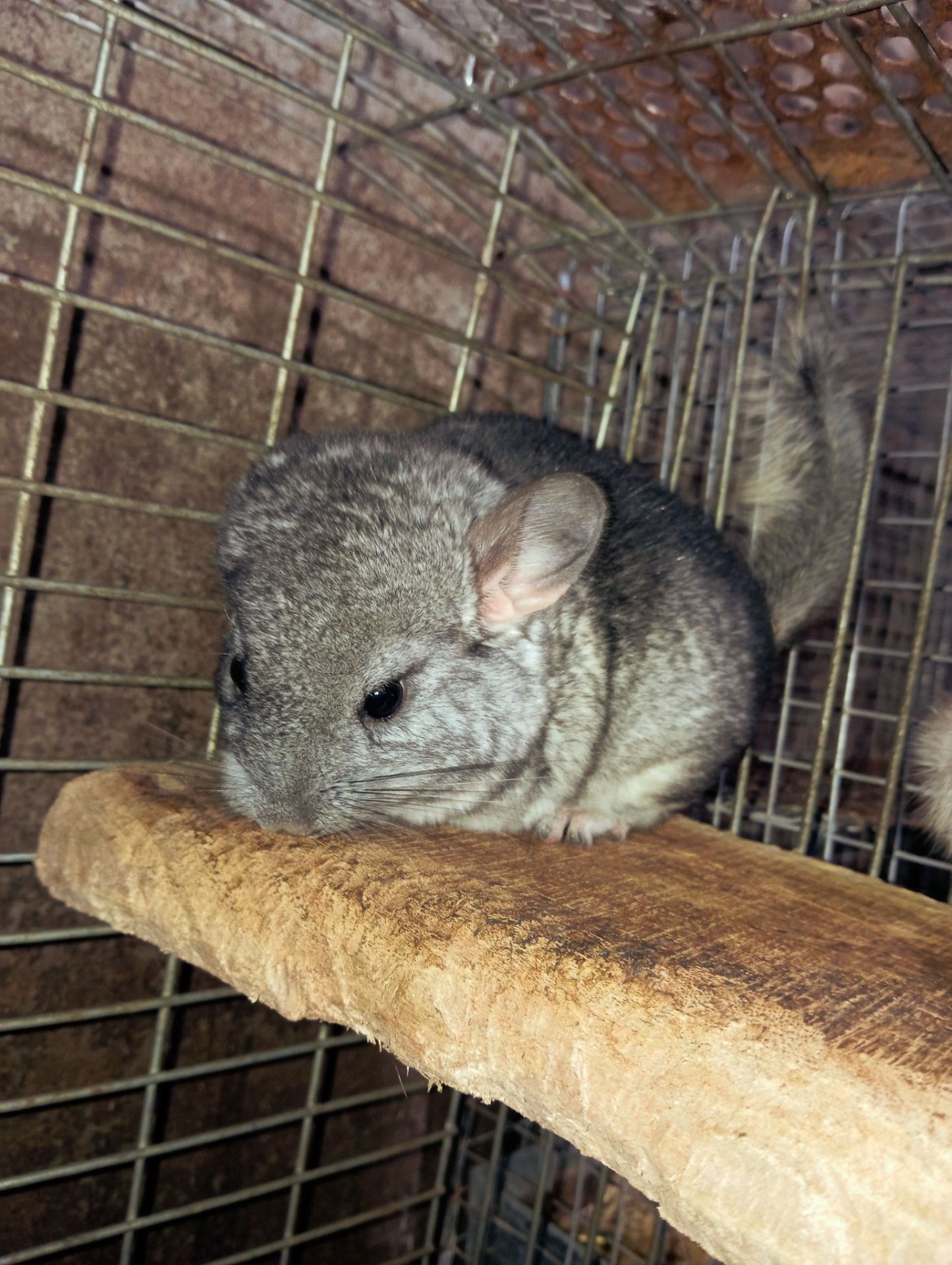 Продам шиншил