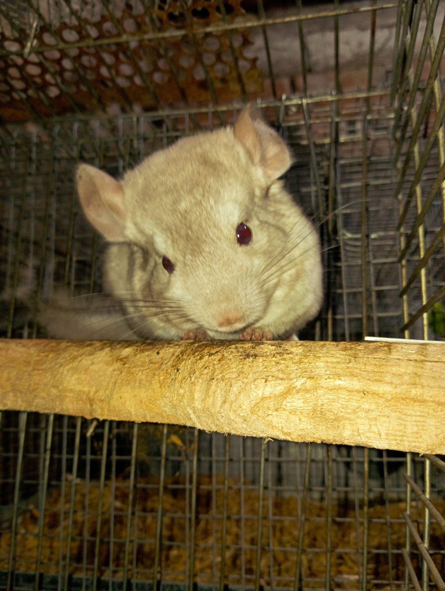 Продам шиншил