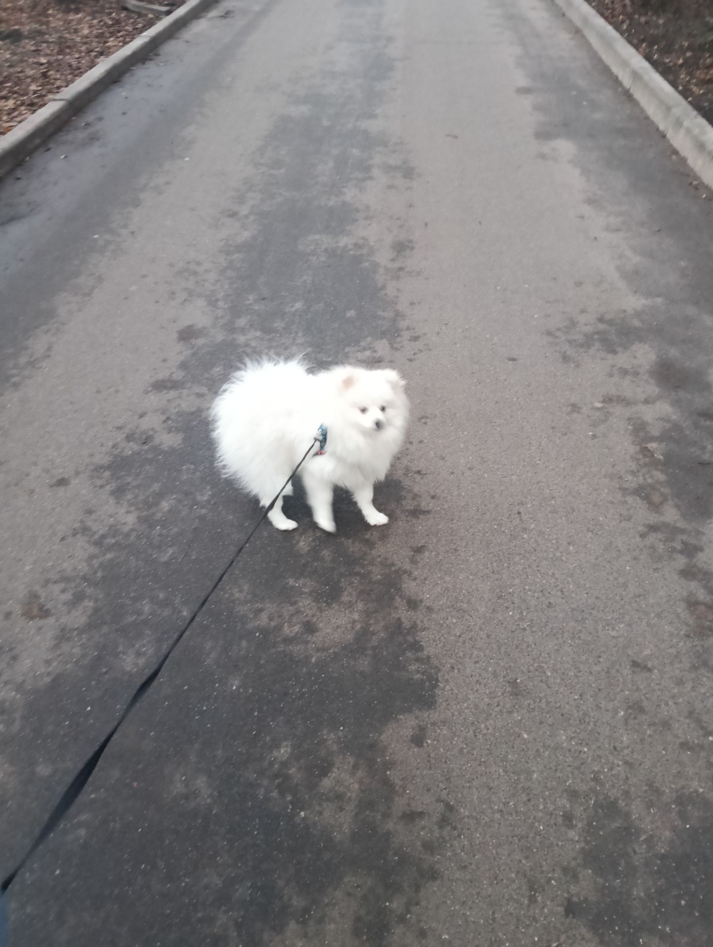 Білий, померанський шпіц, хлопчик 7 місяців