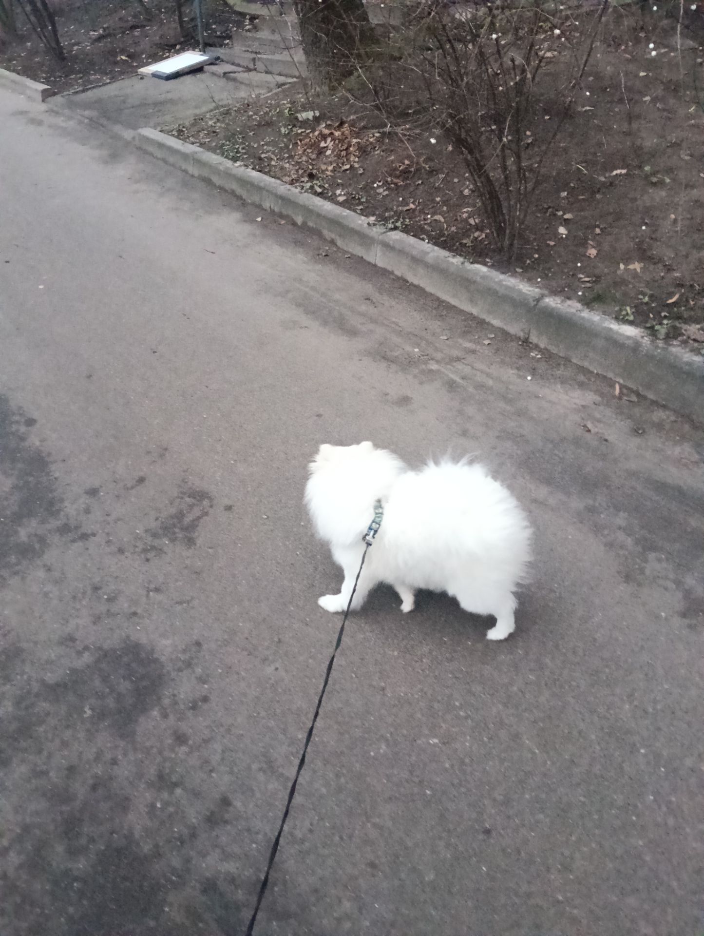 Білий, померанський шпіц, хлопчик 7 місяців