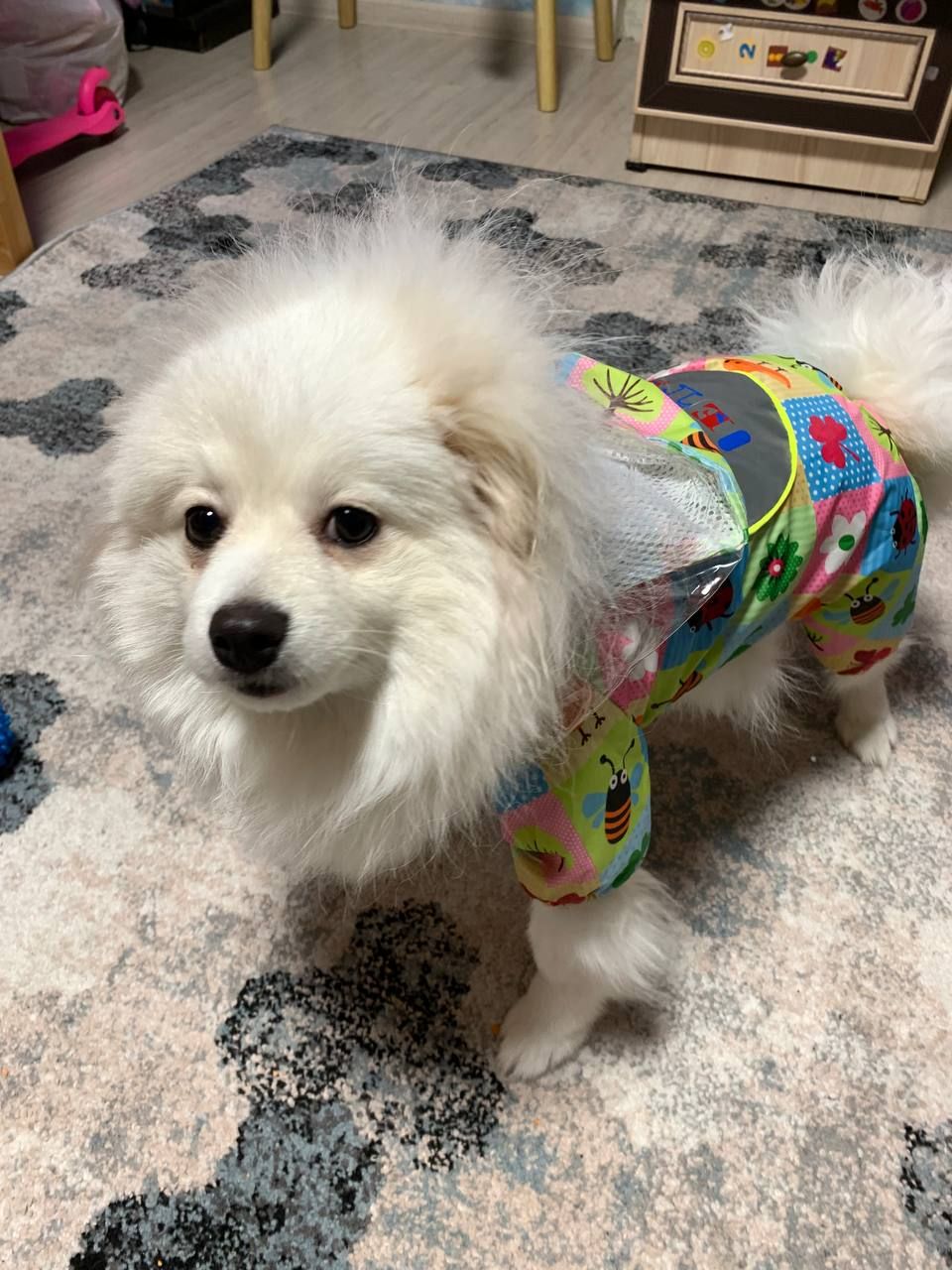 Білий, померанський шпіц, хлопчик 7 місяців