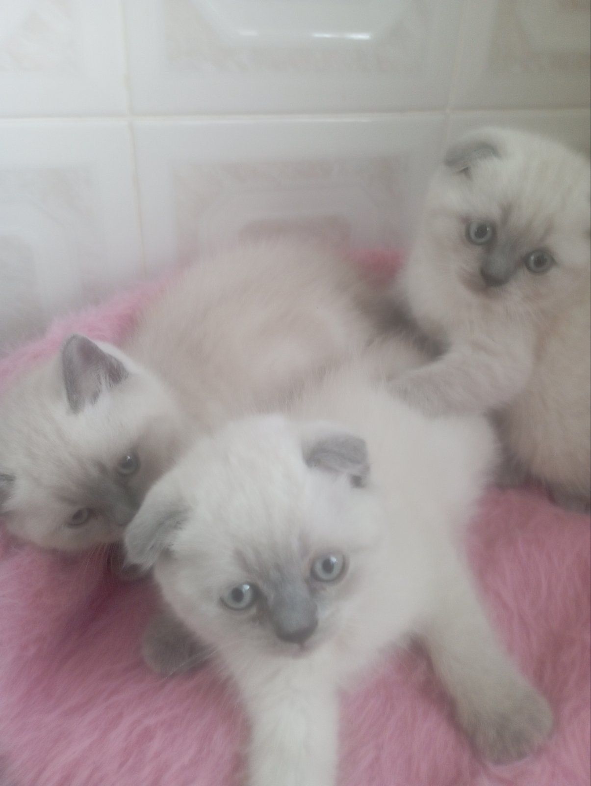 Шотландські Шикарні Крупні дівчатка та хлопчик