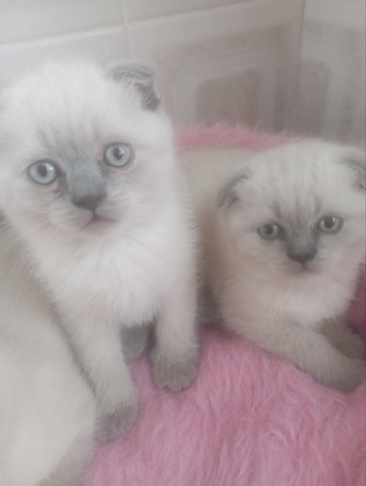 Шотландські Шикарні Крупні дівчатка та хлопчик