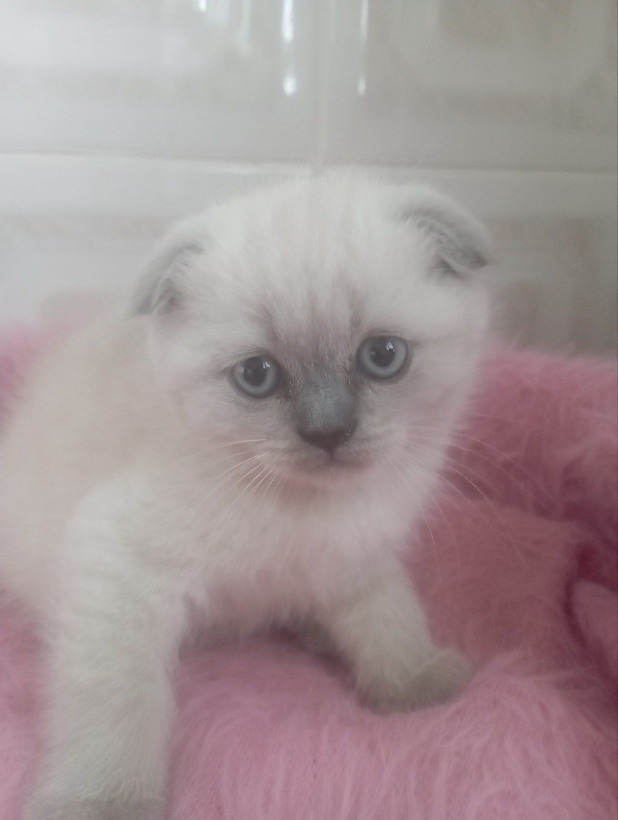 Шотландські Шикарні Крупні дівчатка та хлопчик