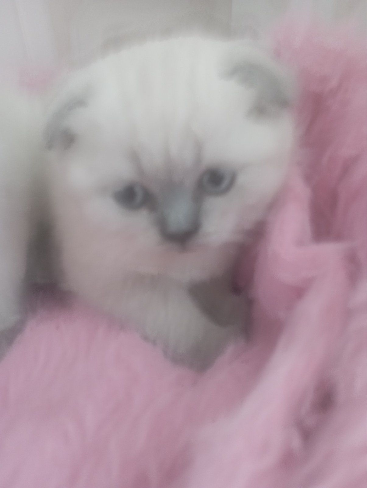 Шотландські Шикарні Крупні дівчатка та хлопчик