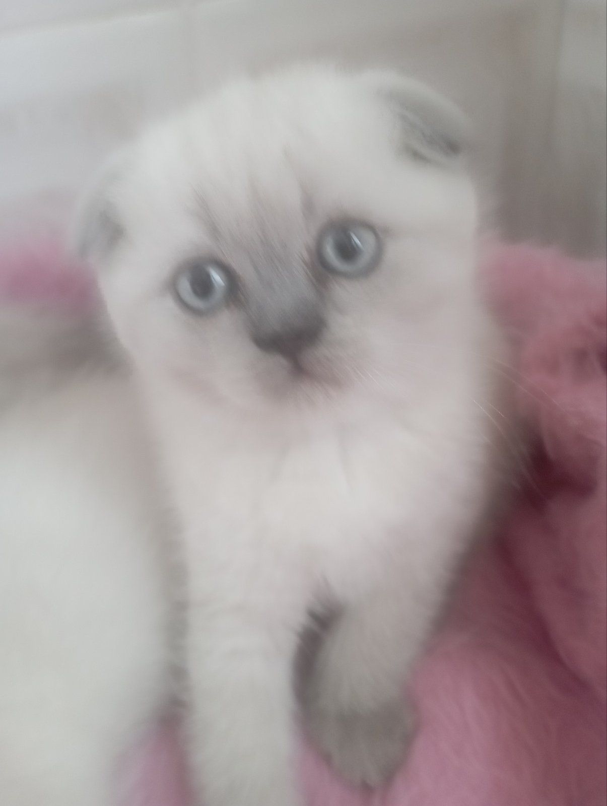 Шотландські Шикарні Крупні дівчатка та хлопчик