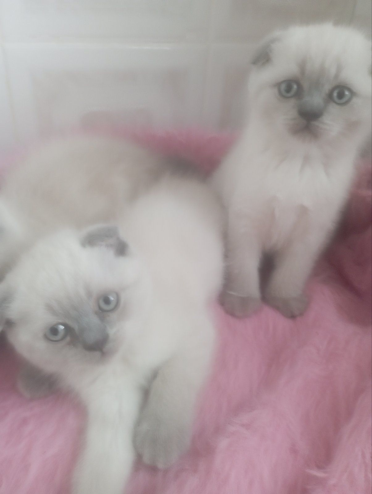 Шотландські Шикарні Крупні дівчатка та хлопчик