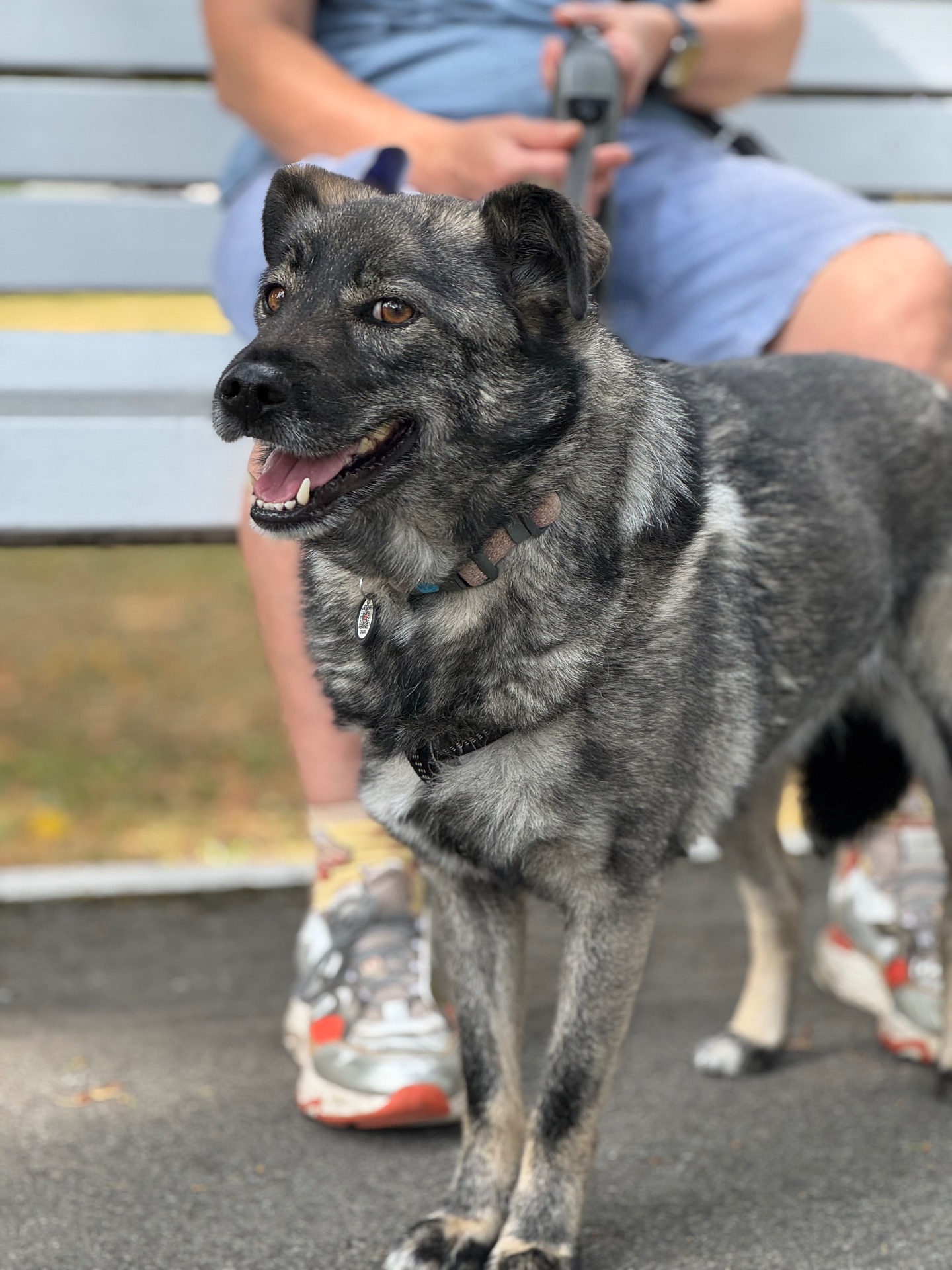 Собака до 12 кг дівчинка