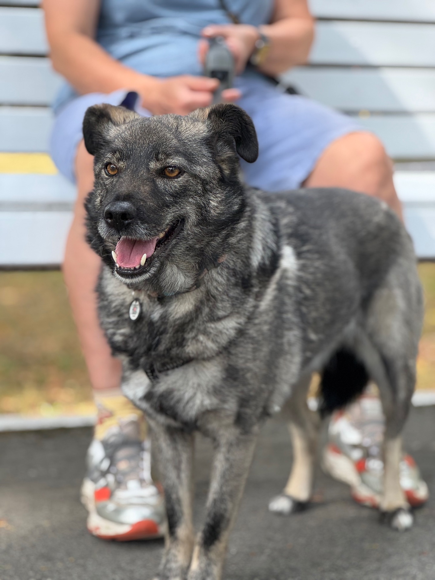 Собака до 12 кг дівчинка