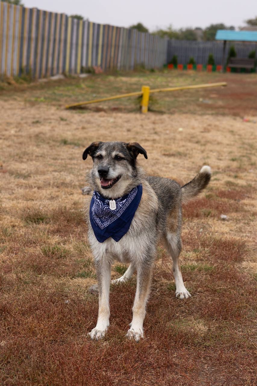 Собака з притулку Єнот для дітей