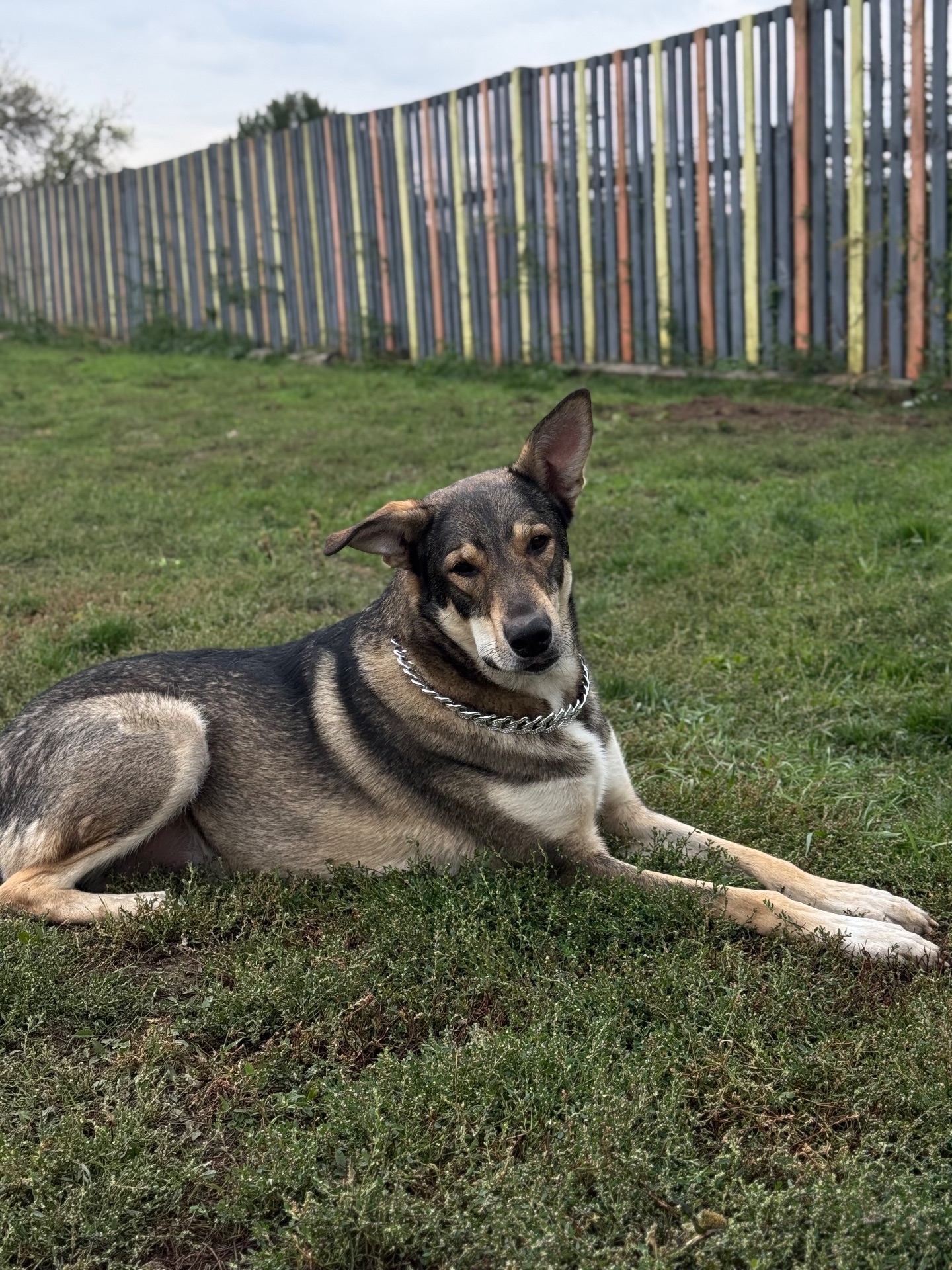 Молода собака з притулку Арчі