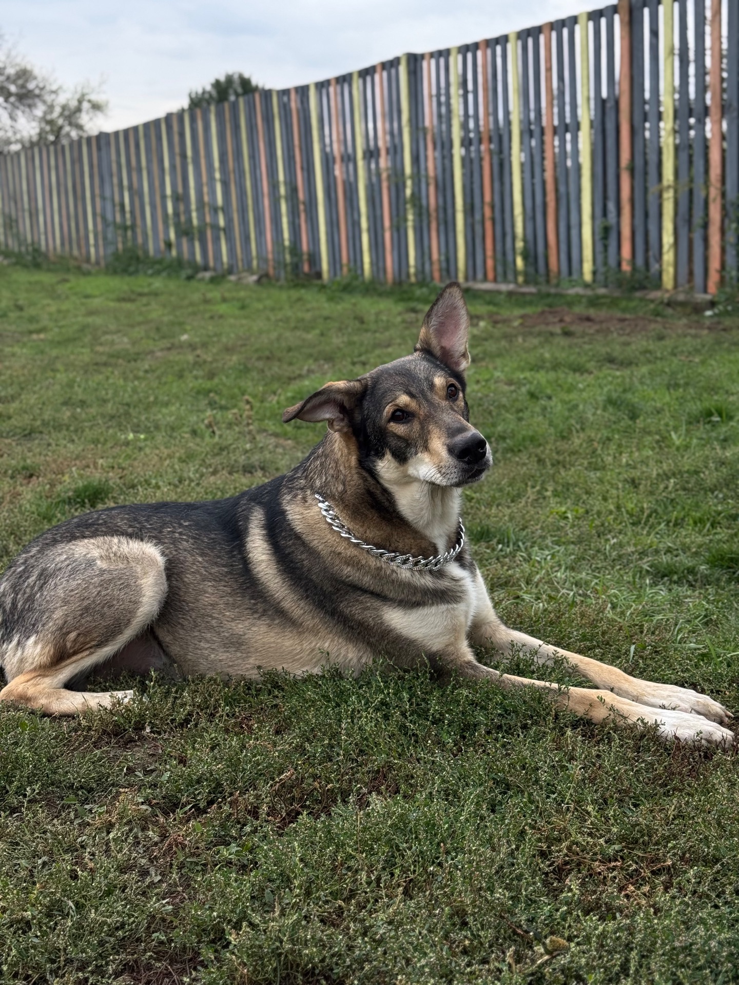 Молода собака з притулку Арчі