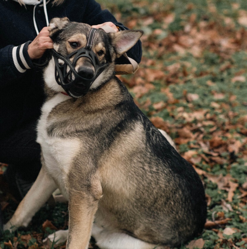 Молода собака з притулку Арчі