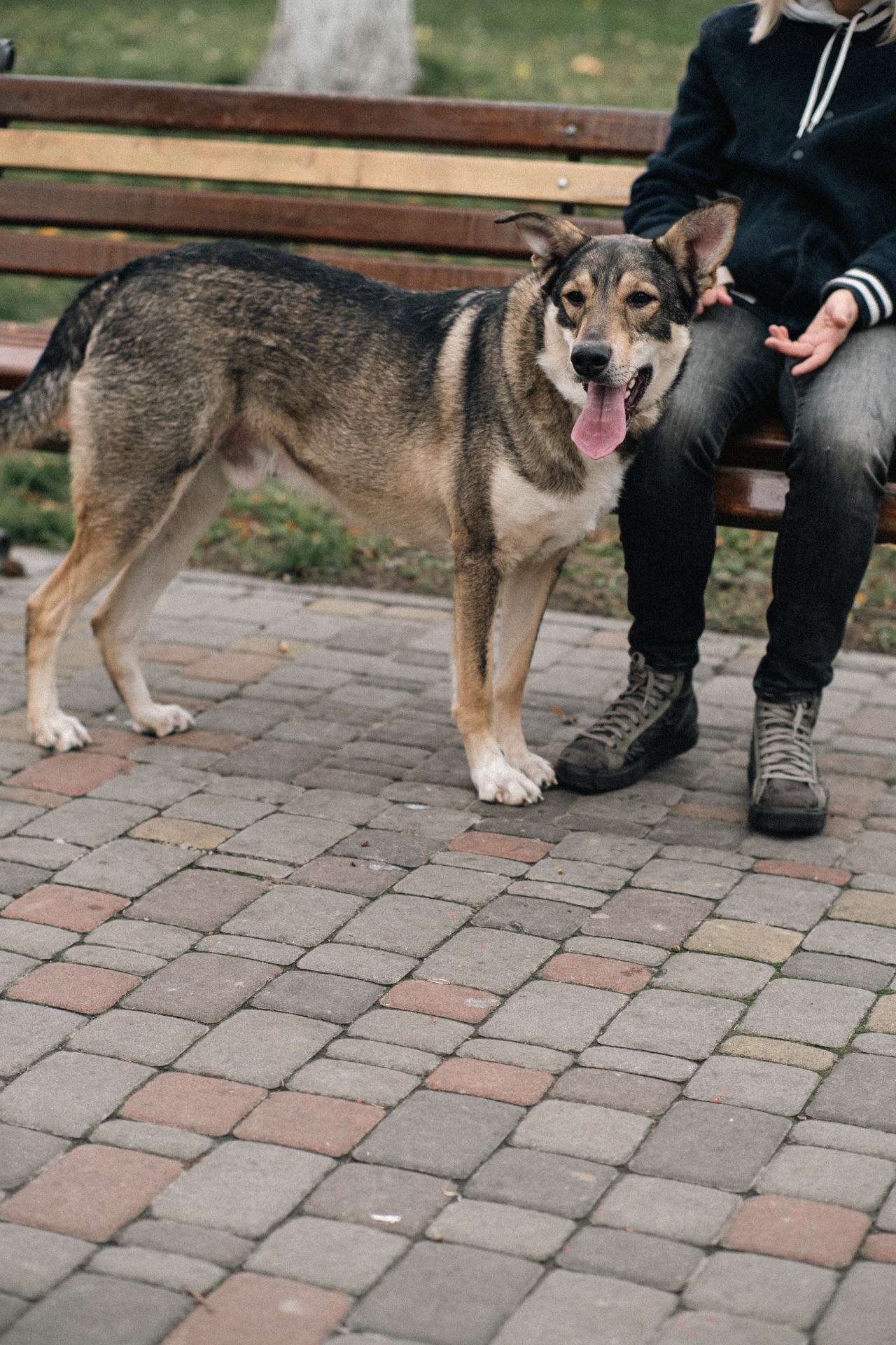 Молода собака з притулку Арчі