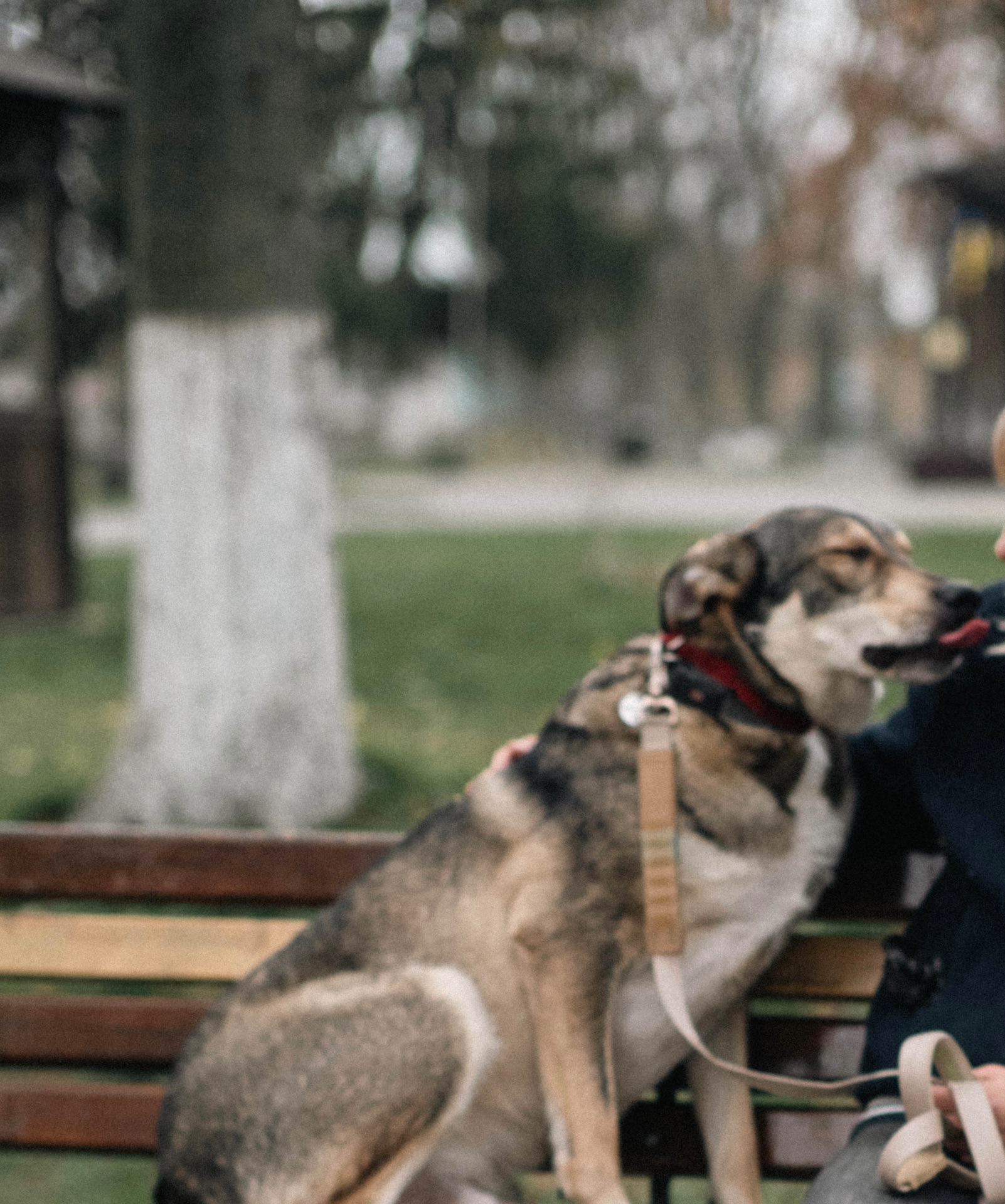 Молода собака з притулку Арчі