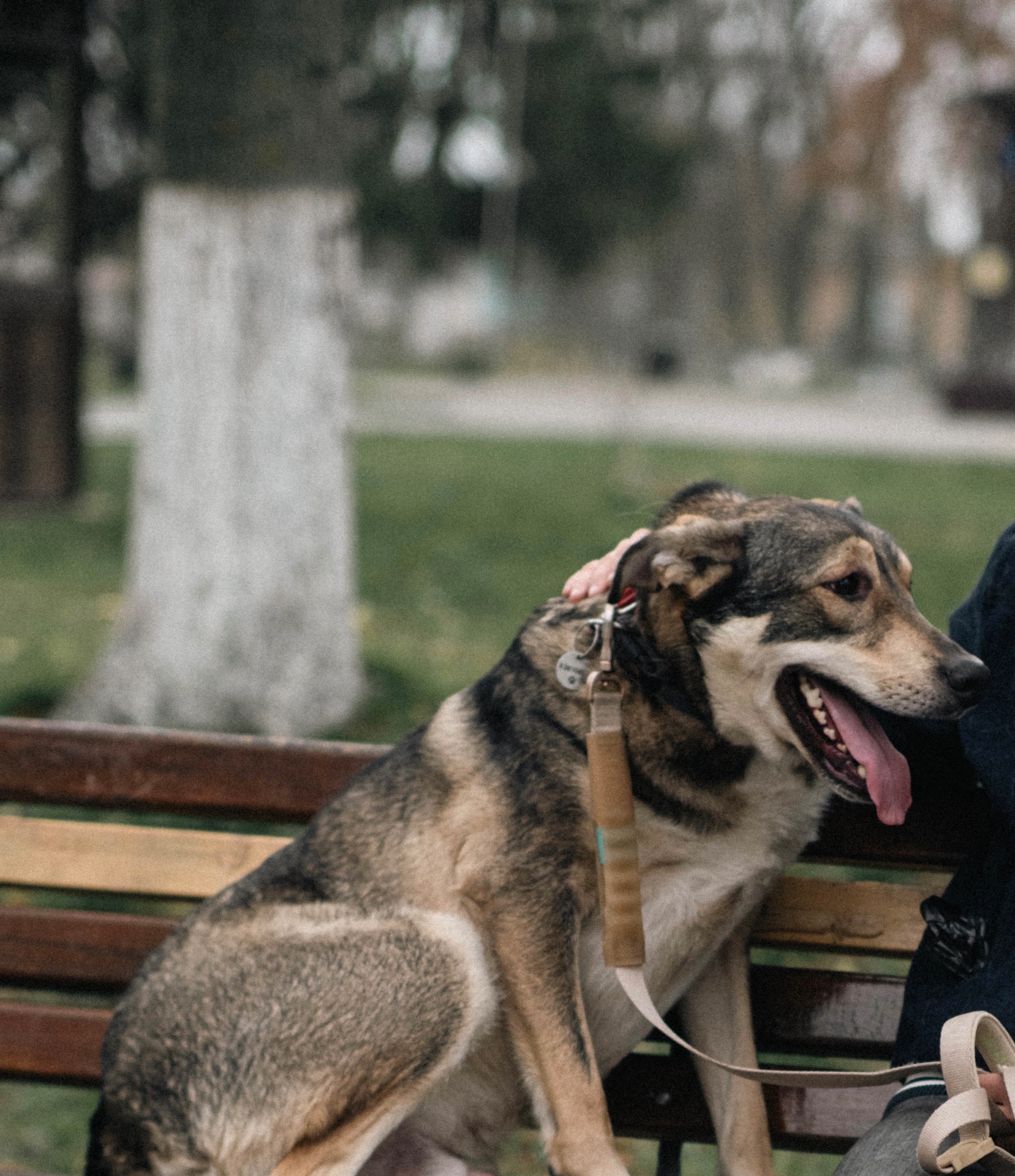 Молода собака з притулку Арчі