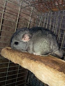 Продам шиншил