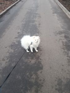 Білий, померанський шпіц, хлопчик 7 місяців