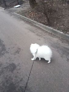 Білий, померанський шпіц, хлопчик 7 місяців