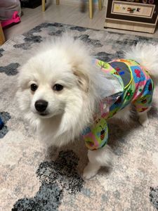 Білий, померанський шпіц, хлопчик 7 місяців