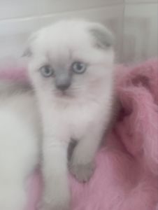 Шотландські Шикарні Крупні дівчатка та хлопчик